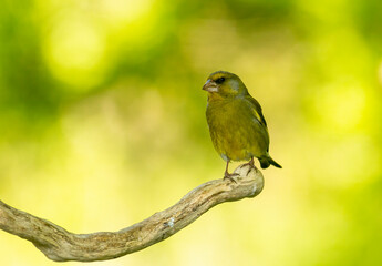 Common Greenfinch in to the forest