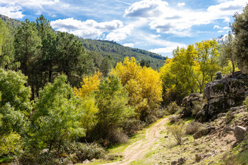 Fototapeta na wymiar first autumn colors on the banks of the Cofio river in Robledo de Chavela, Madrid