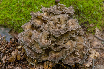 Grifola frondosa mushroom  (hen-of-the-woods, maitake, dancing mushroom, ram's head or sheep's head)  in the forest