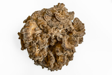 Grifola frondosa mushroom  (hen-of-the-woods, maitake, dancing mushroom, ram's head or sheep's head)  is isolated on the white background witch copy space