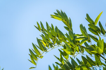 Robinia fresh green leaves, Robinia pseudoacacia, in summer