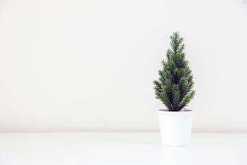 A tiny evergreen Christmas tree plant (spruce tree) decorating white background, copy space on left