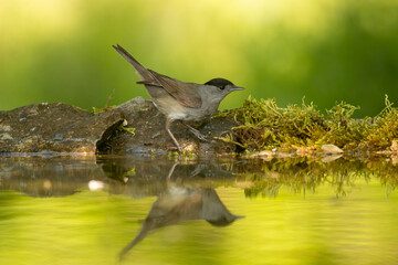 Male Blackcap bird drink water and take a bath in forest