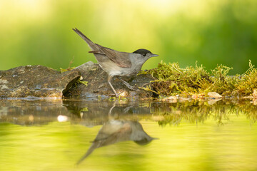 Male Blackcap bird drink water and take a bath in forest