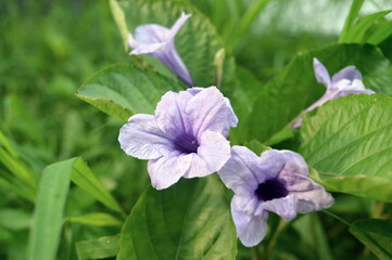 blue or purple flowering shrub plant background, has dry seeds that can burst when exposed to water with scientific name Ruellia tuberosa