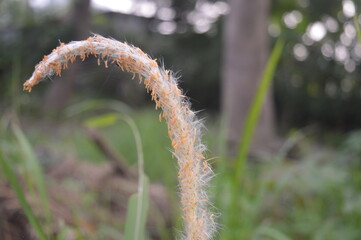 Dried flower weeds in the garden