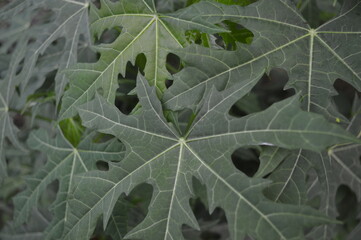 green vegetable plant originating from central America and known as chaya and in English, it is nicknamed tree spinach, scientific name chidoscolus aconitifolius