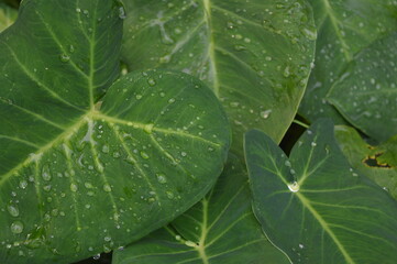 green taro leaves with raindrops in the morning