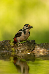 Great Spotted Woodpecker (Dendrocopos major) in forest