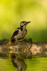 Great Spotted Woodpecker (Dendrocopos major) in forest