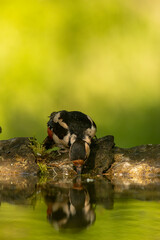 Great Spotted Woodpecker (Dendrocopos major) in forest