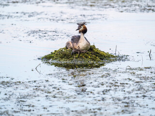 Great Crested Grebe, Podiceps cristatus, water bird sitting on the nest, and one of its cute babies sitting on its back. Nesting time on the green lake