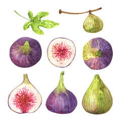 Fig fruits watercolor illustration set - 540392359