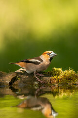 Adult Hawfinch sitting on the edge of water