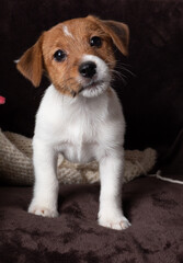 Jack Russell Terrier puppy on a dark background.