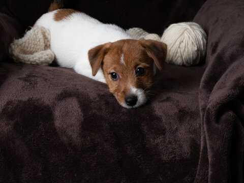 Jack Russell Terrier puppy on a dark background.