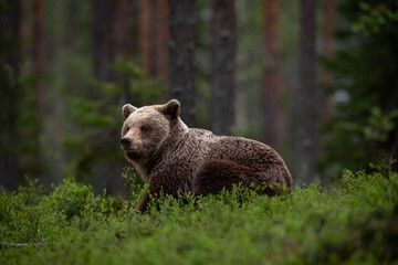 Obraz na płótnie Canvas Brown Bear in the forest