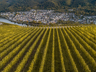 Aerial view Famous German Wine Region Moselle River Lay and Guels village Autumn Fall colors