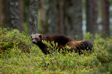 Wolverine in forest