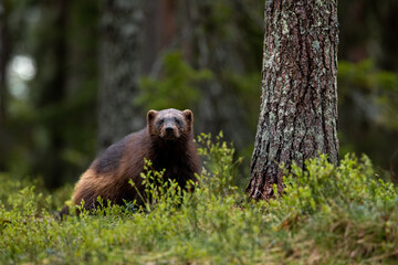 Wolverine in forest