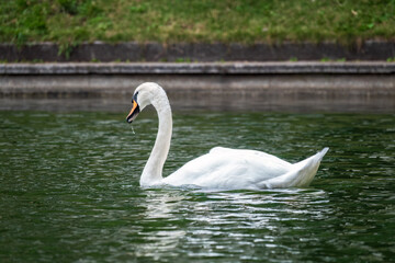 A graceful white swan swimming on a lake with dark water. The white swan is reflected in the water