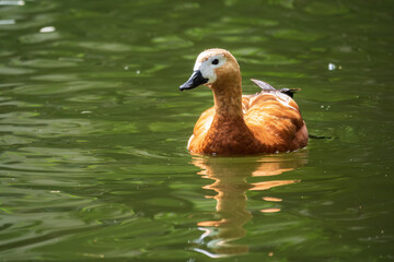 Ruddy Shelduck, or red duck, lat. Tadorna ferruginea, swimming on a lake.