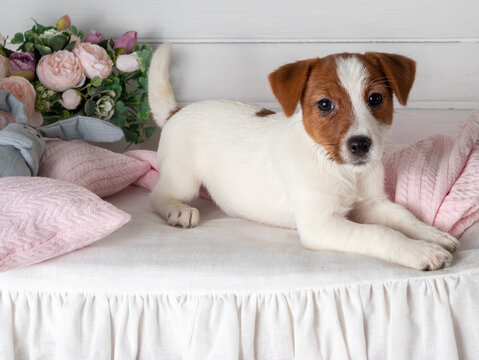 Jack Russell Terrier puppy on a light background