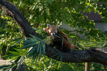 red panda