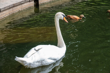 Graceful white swan swim in the pond in city park.