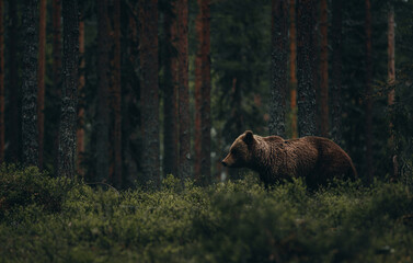 Brown Bear in the forest
