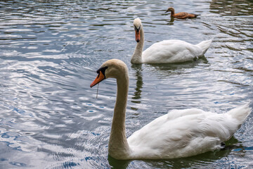 Two graceful white swans swim in the dark water.