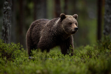 Obraz na płótnie Canvas Brown Bear in the forest 