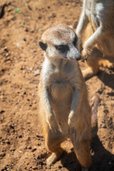 Meerkat, Suricata suricatta, on hind legs. Portrait of meerkat standing on hind legs with alert expression. Portrait of a funny meerkat sitting on its hind legs.