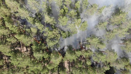 Epic aerial view of smoking wild fire. Large smoke clouds and fire spread. Forest and tropical jungle deforestation.