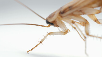 Macro shot of Brown cockroach