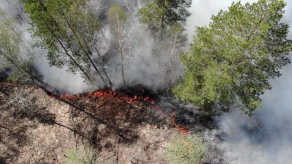 Close up view of wildfire, spreading flames of forest fire.