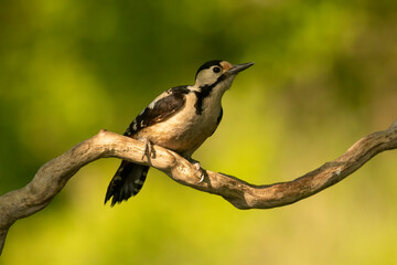Great Spotted Woodpecker (Dendrocopos major) in forest