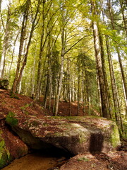 Hotzenwald im Naturpark Südschwarzwald - Entlang Hotzenpfad im dichte Wald. Heidenwuhr und dem...