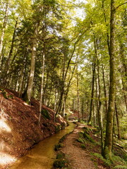 Hotzenwald im Naturpark Südschwarzwald - Hotzenpfad im Kirchgrubenholz, folgenden dem künstlichen Hangkanal Wuhr und Schneckenbach entlang des Hügels Ebertschwand bis Glashütten