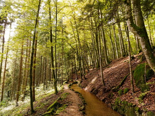 Hotzenwald im Naturpark Südschwarzwald - Hotzenpfad im Kirchgrubenholz, folgenden dem künstlichen...