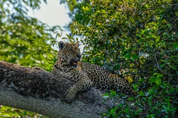 Fotobehang Jaguar lying on the trunk of a fallen, lening, tree © Hans