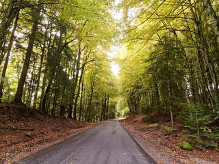 Obraz premium Hotzenwald im Naturpark Südschwarzwald - Hotzenpfad quert die Kreisstraße zwischen Glashütten Hütten und Rickenbach 