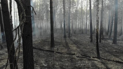 Smouldering of wood in time small fire in the forest