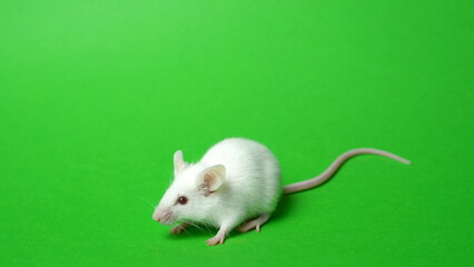 white rat on a green screen