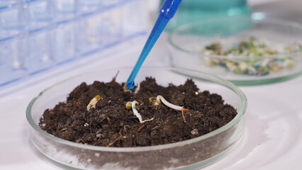 A scientist in a modern biotechnological laboratory conducts an experiment on plants. Pours a blue...