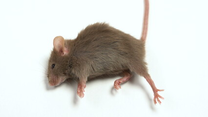 The mouse died after testing a hazardous substance. Concept - side effects of drugs, toxic substances