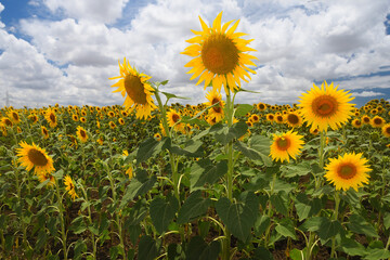 Sunflowers field under bright sunlight  in spanish community of  Andalusia. 