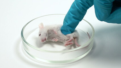 a scientist examines a dead mouse in a petri dish. The mouse died after the study. Concept -...