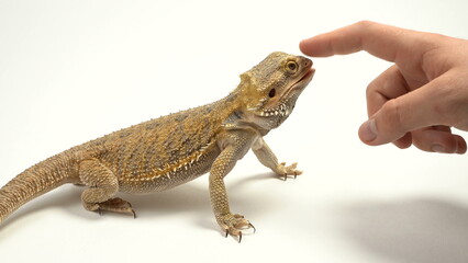 Women's hand strokes the terrible lizard-dragon. Agama bearded, pet