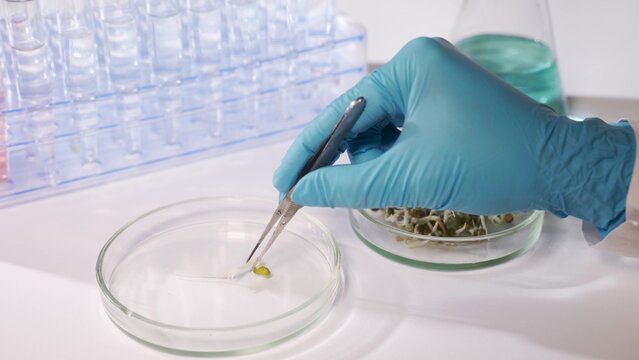 A scientist examines the germinated seeds of agricultural plants. Genetic experiment on plants.